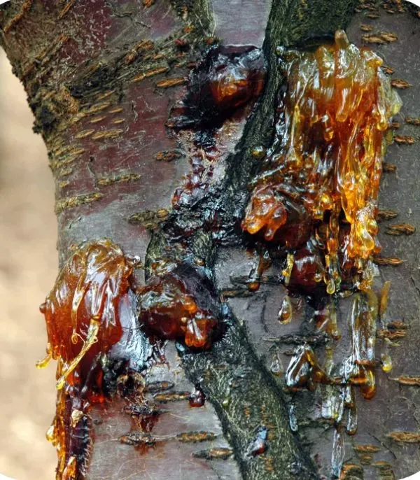 raw kohdasht propolis
