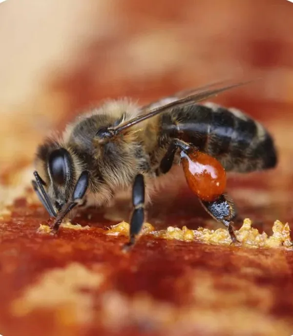 raw kohdasht propolis