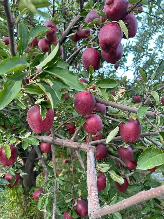 Grade 1 Red Delicious apples with the requested caliber, sorted
